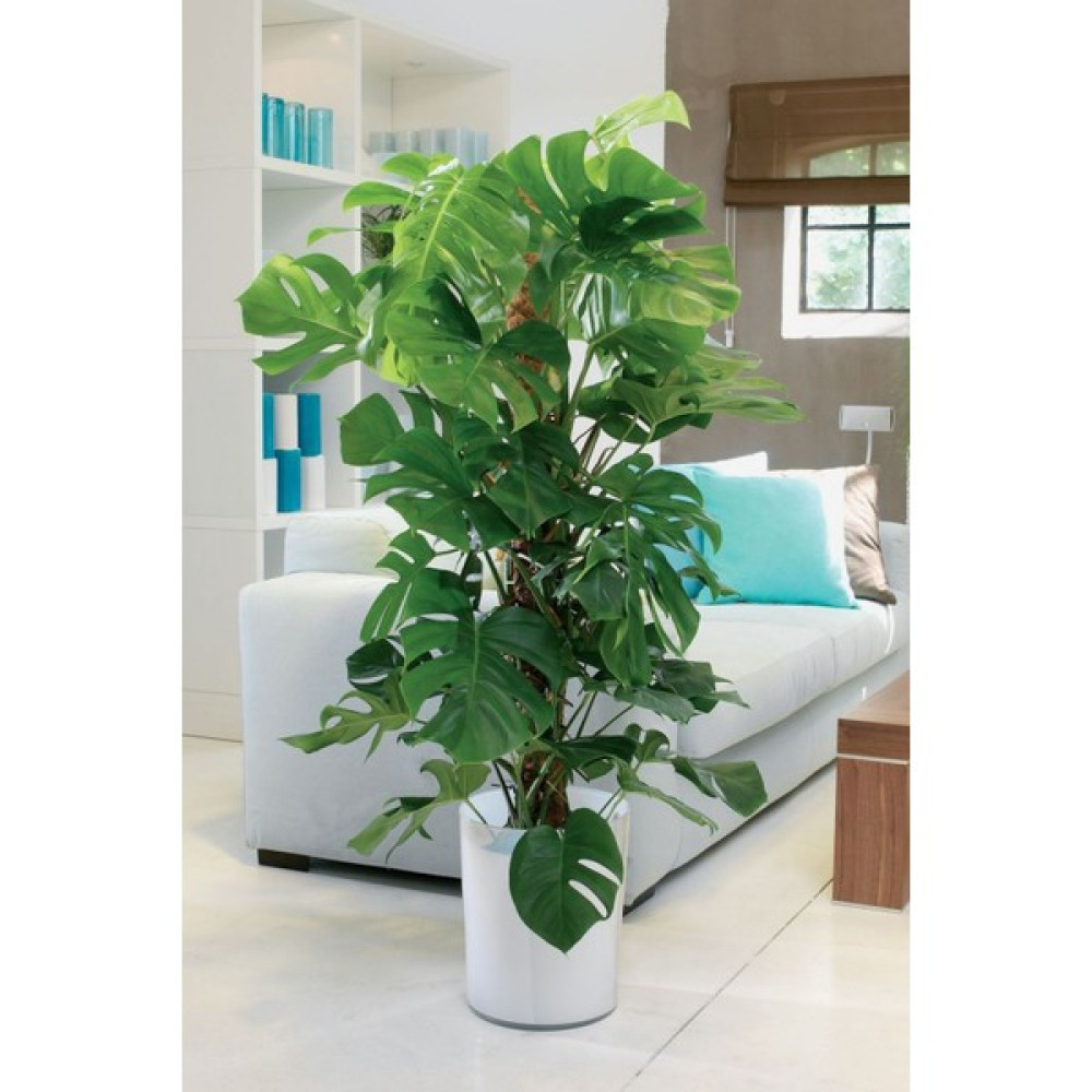Monstera - Deve Tabanı 80-100 cm Bitki Fiyatı