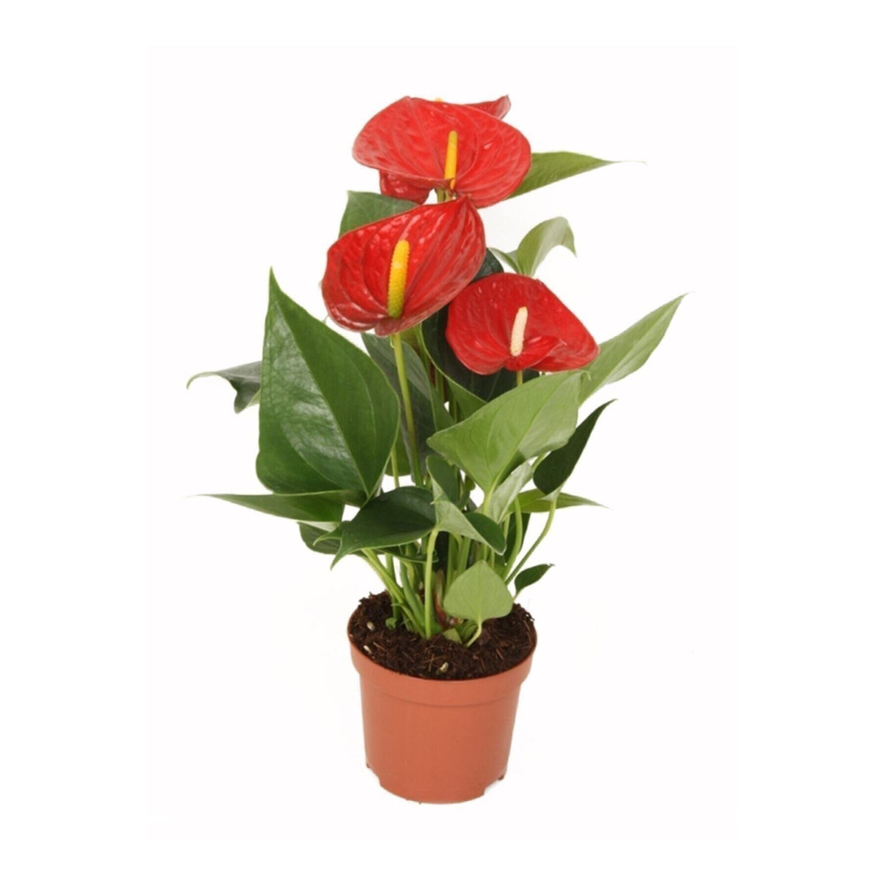 MorDekor Anthurium Andraeanum Red - Kırmızı Antoryum Flamingo Çiçeği Iç Mekan Salon Bitkisi Dekoratif Bahçe Ürünleri Fiyatı