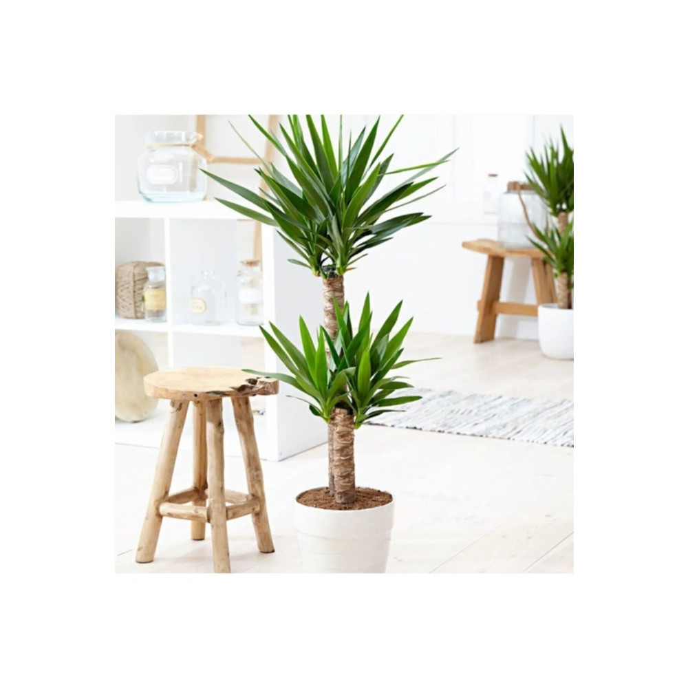 MorDekor Yucca Bitkisi 2 Gövdeli Yuka Bitkisi Avize Çiçeği 80 100 Cm Ev Bitkisi Salon Bitkisi Dekoratif Bahçe Ürünleri Fiyatı