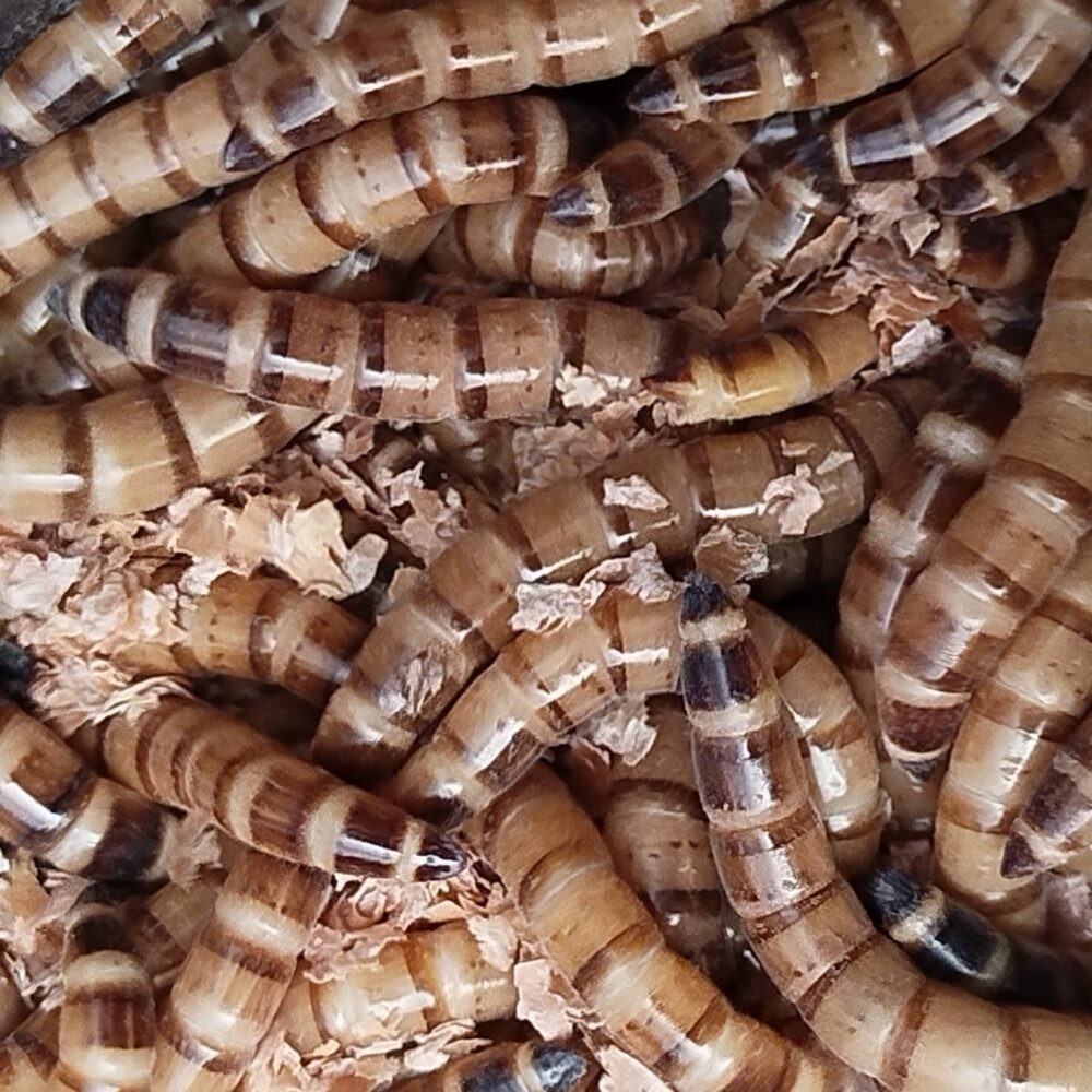 Morio Kurdu 50 Adet 4-5 cm Diğer Fiyatı