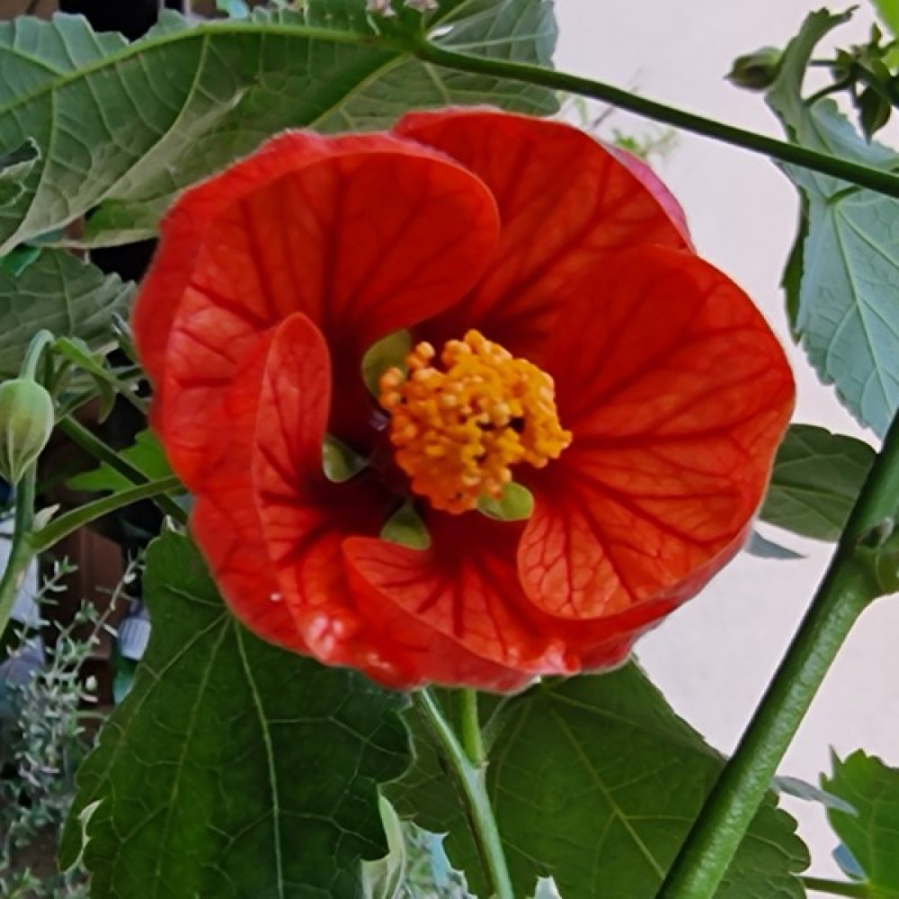 Morlalem Nar Çiçeği Rengi Güzelhatmi Çiçeği Fidanı, Abutilon Çin Çanı, Ağaç Küpesi, Yenilebilir Çiçek Fidan Fiyatı