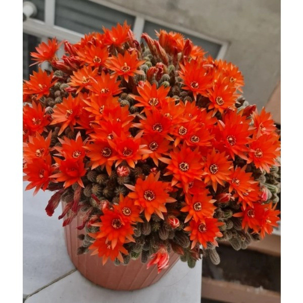Morlalem Turuncu Çiçek Açan Kaktüs, Aporocactus Chamaecereus Silvestrii, Kaktüs Fidanı Fidan Fiyatı
