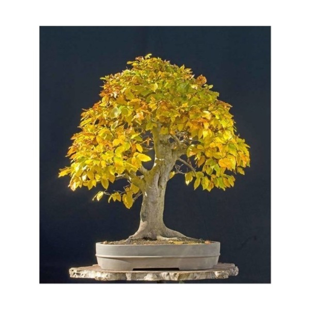 Murat Tohum Bodur Bonsai Sarı Alıç Ağacı Tohumu 10 Adet Tohum Tohum Fiyatı