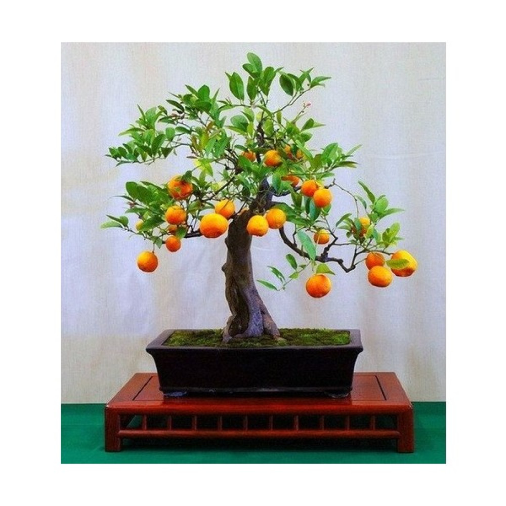 Murat Tohumculuk Murat Tohum Bodur Bonsai Portakal Ağacı Tohumu 3 Adet Tohum Tohum Fiyatı