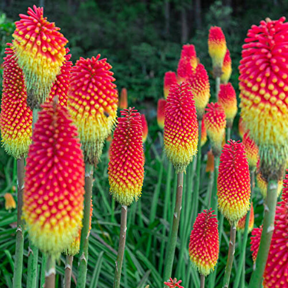 Murat Tohumculuk Murat Tohum Fener Çiçeği Tohumu (Kniphofia Uvaria) Tohumu Ekim Seti 10 Adet Tohum + Saksı + Toprak + Tohum Fiyatı