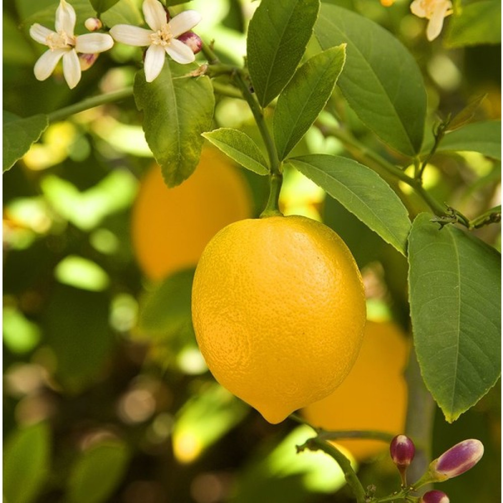Mutlu Fidancım Tüplü Yediveren Limon Fidanı Fidan Fiyatı