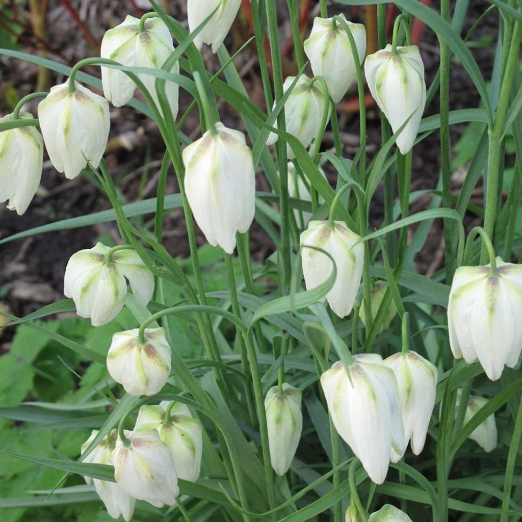 Mutlupaket Fritillaria Alba White Ters Lale Soğanı 1 Adet Diğer Fiyatı