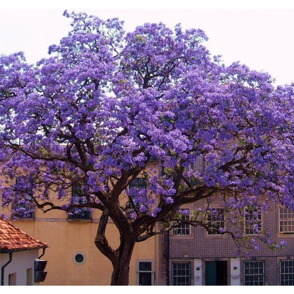 Mutlupaket Tüplü Yoğun Kokulu Paulownia Tomentosa Fidanı (30-60 Cm) Fidan Fiyatı