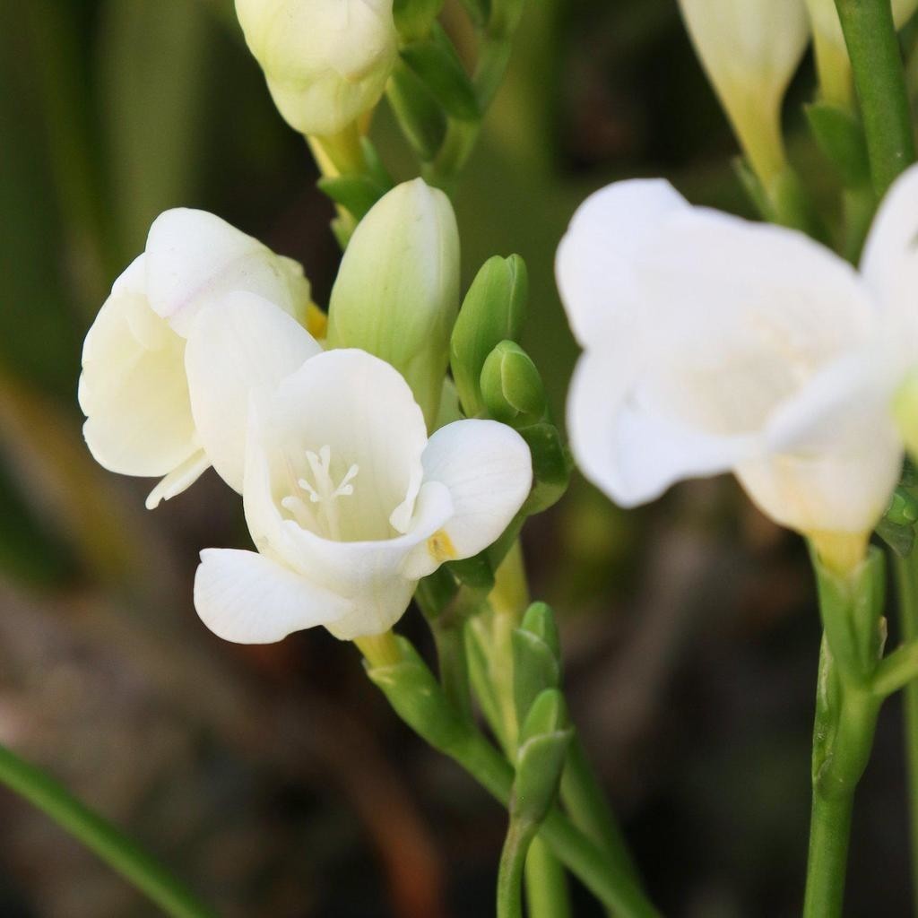 Mutlupaket White Color Freesia Beyaz Renkli Frezya Çiçeği Soğanı (5 Adet) Diğer Fiyatı