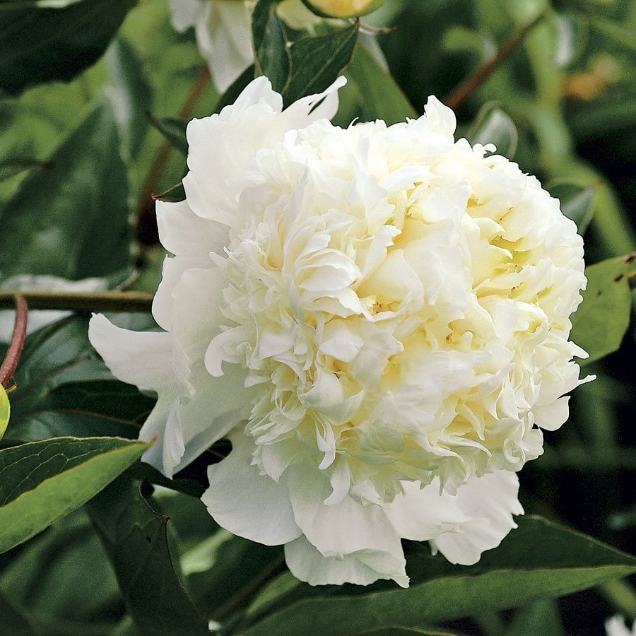 Mutlupaket White Color Peony Beyaz Renkli Şakayık Çiçeği Yumrusu (1 Adet) Diğer Fiyatı