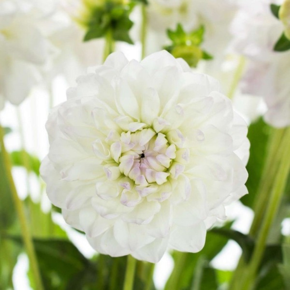 MutluPaket White Lace Dahlia Iri Yıldız Çiçeği Yumrusu Bitki Fiyatı