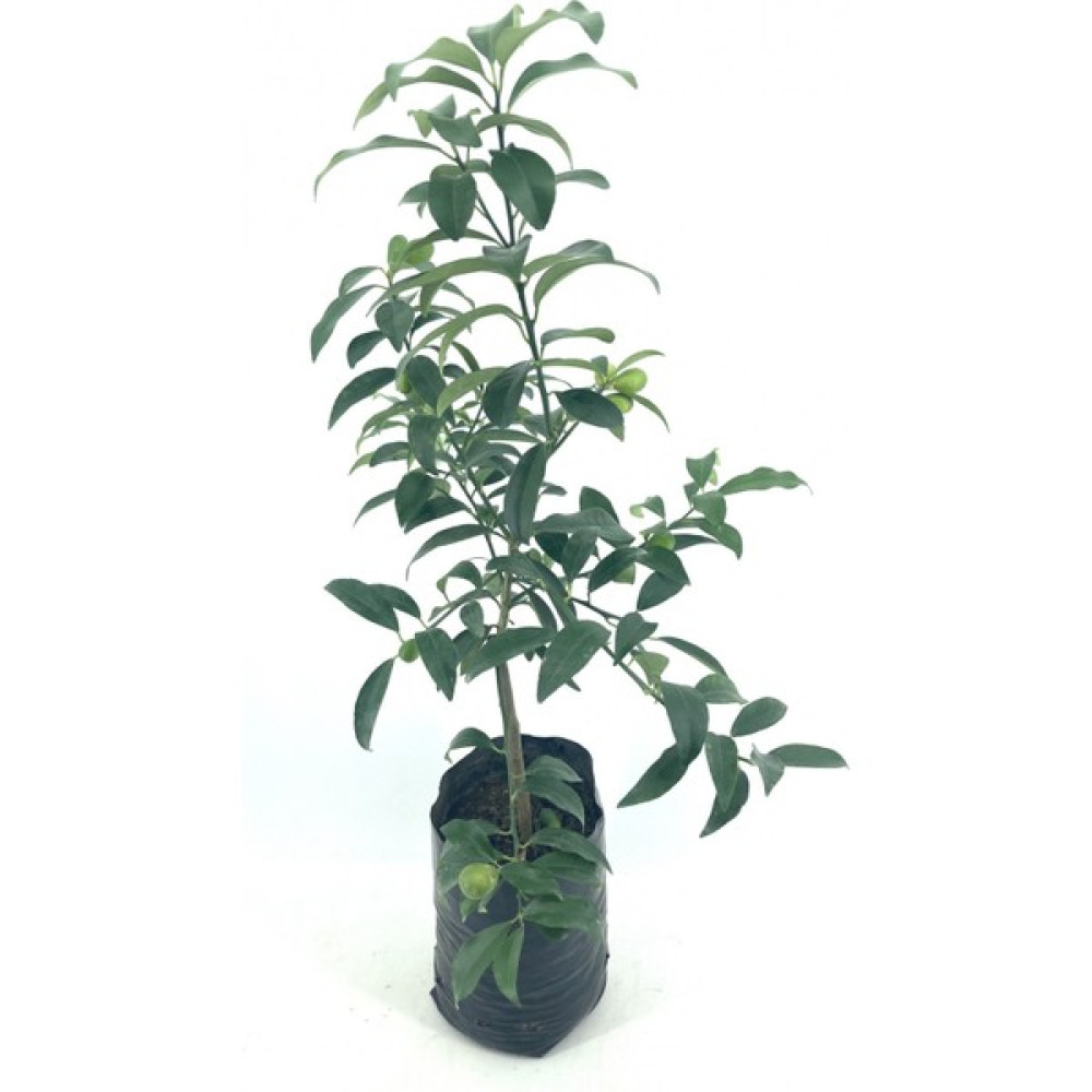 My Botanik Aşılı Kumkuat (Kamkat) Fidanı-2 Yaş (70-80 Cm) Fidan Fiyatı