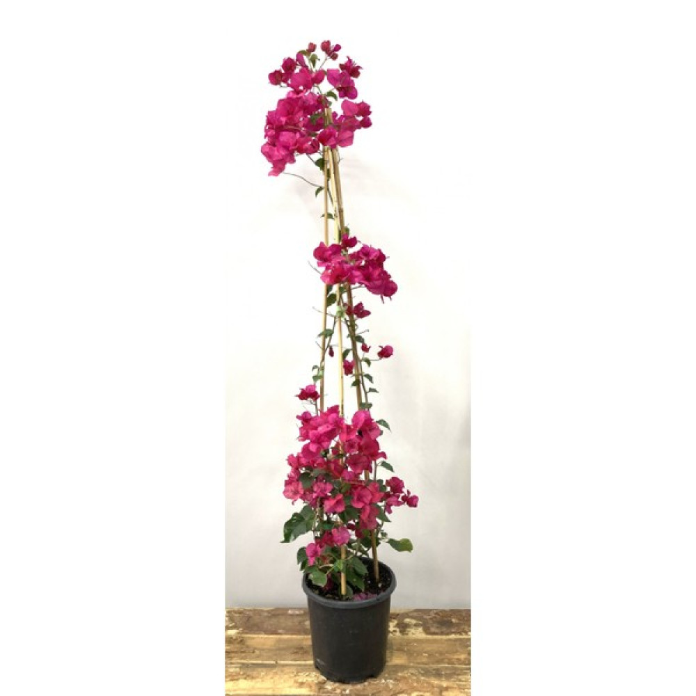 My Botanik Begonvil Çiçeği-Kırmızı 110-120 cm-Sarmaşık Begonvil Bitki Fiyatı