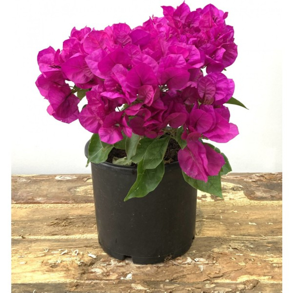 My Botanik Begonvil Çiçeği-Kırmızı 20-25 cm-Bodur Begonvil Bitki Fiyatı