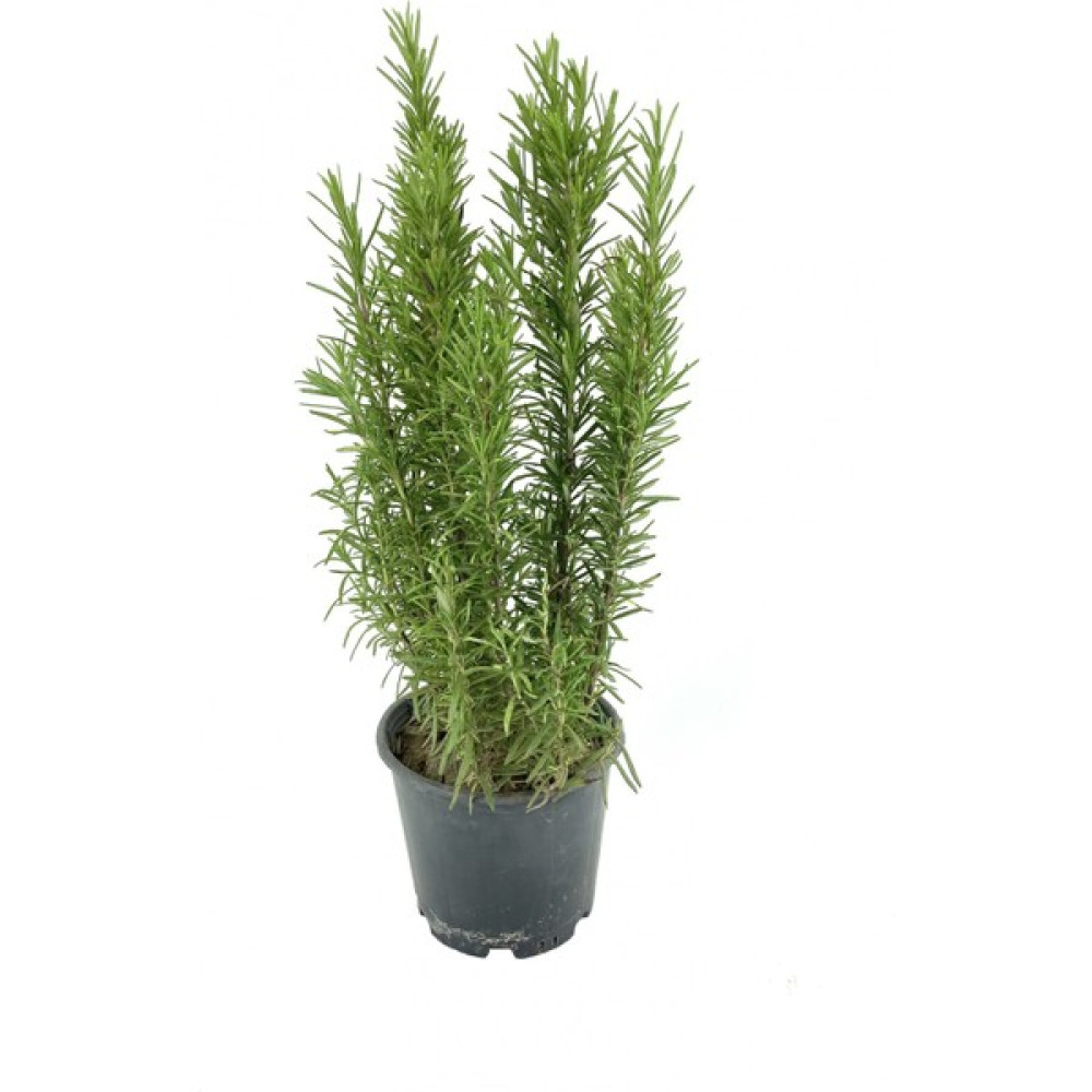 My Botanik Biberiye 30-40 cm Saksıda-2'li Bitki Fiyatı