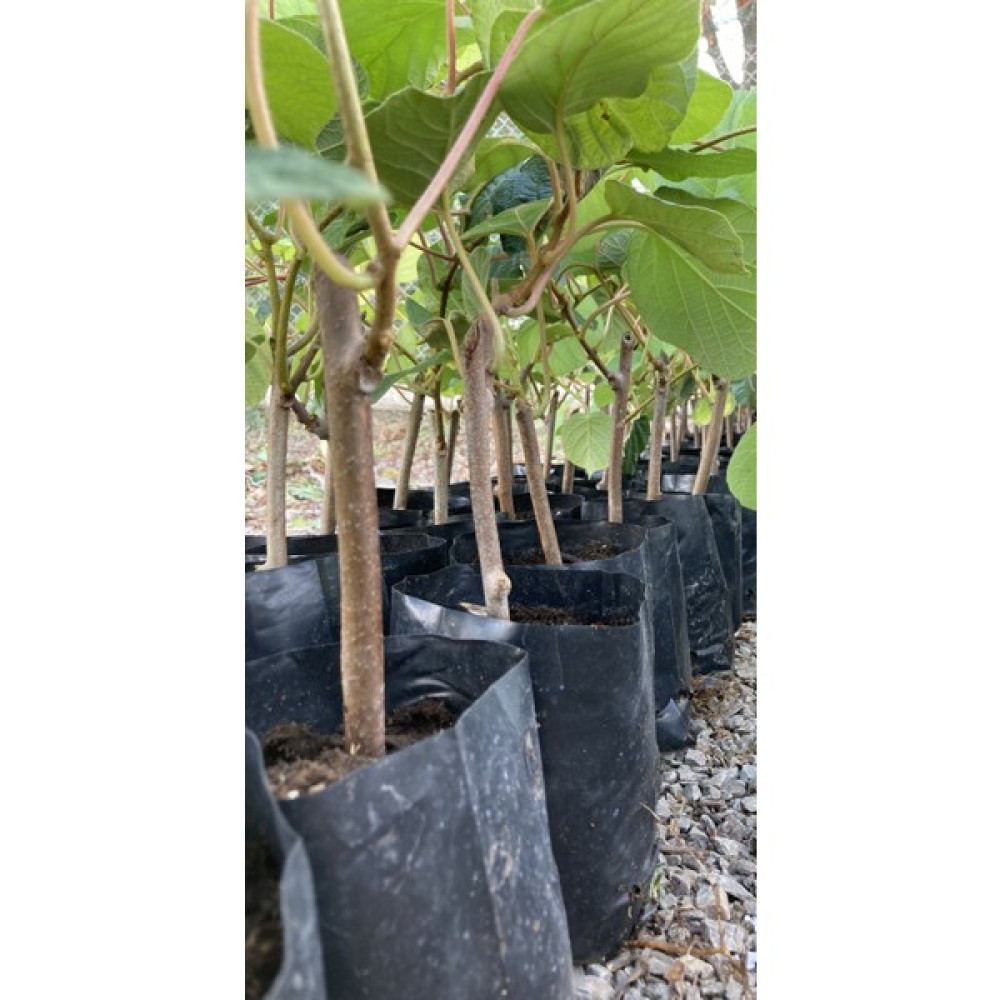 My Botanik Hayward Kivi Fidanı-3'lü 25-30 Cm Fidan Fiyatı