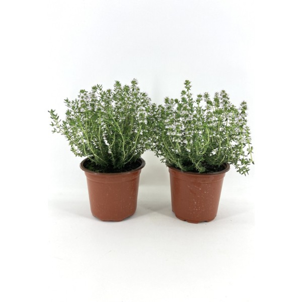 My Botanik Kekik 15-20 cm Saksıda-2'li Bitki Fiyatı