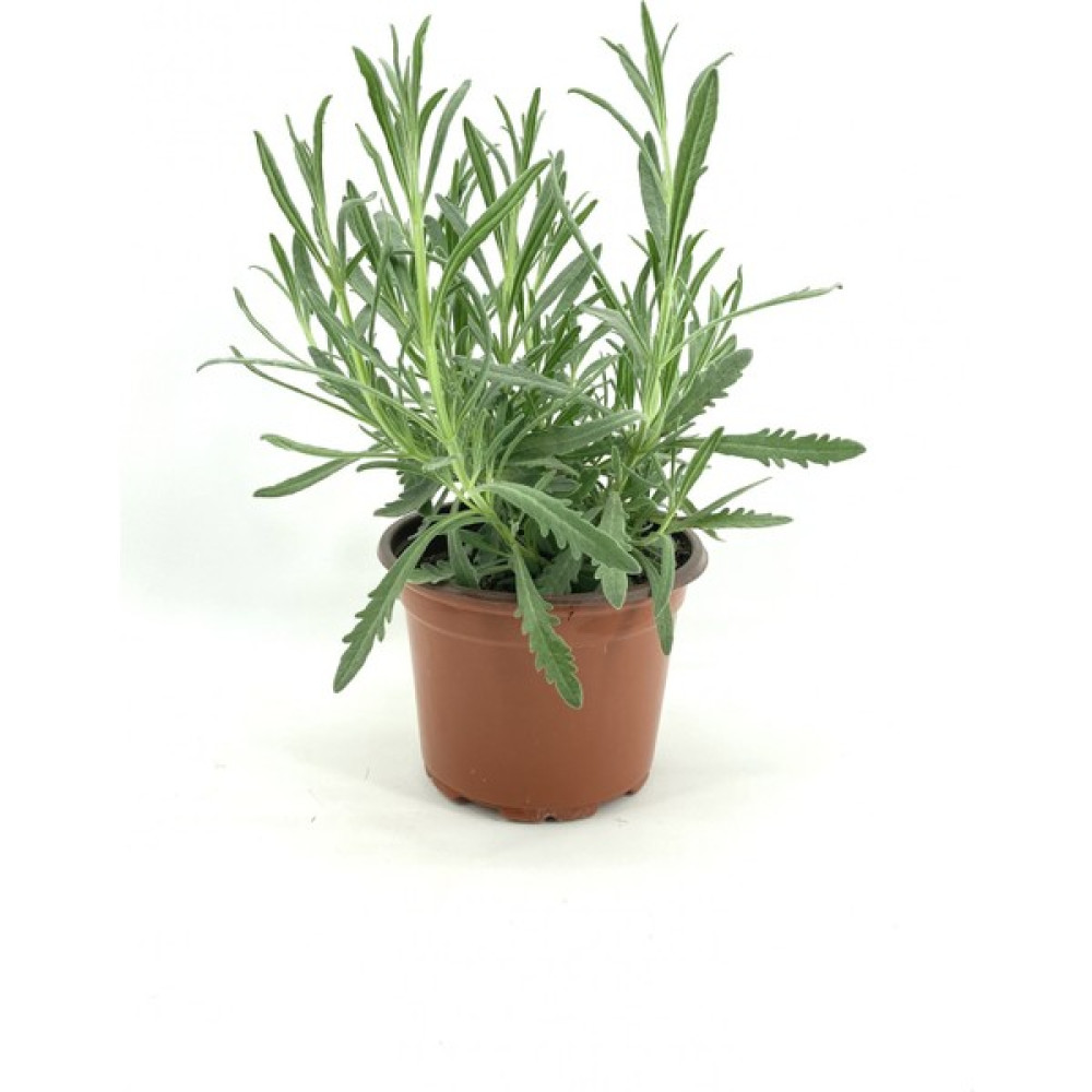 My Botanik Lavanta 30-40 cm Saksıda Bitki Fiyatı