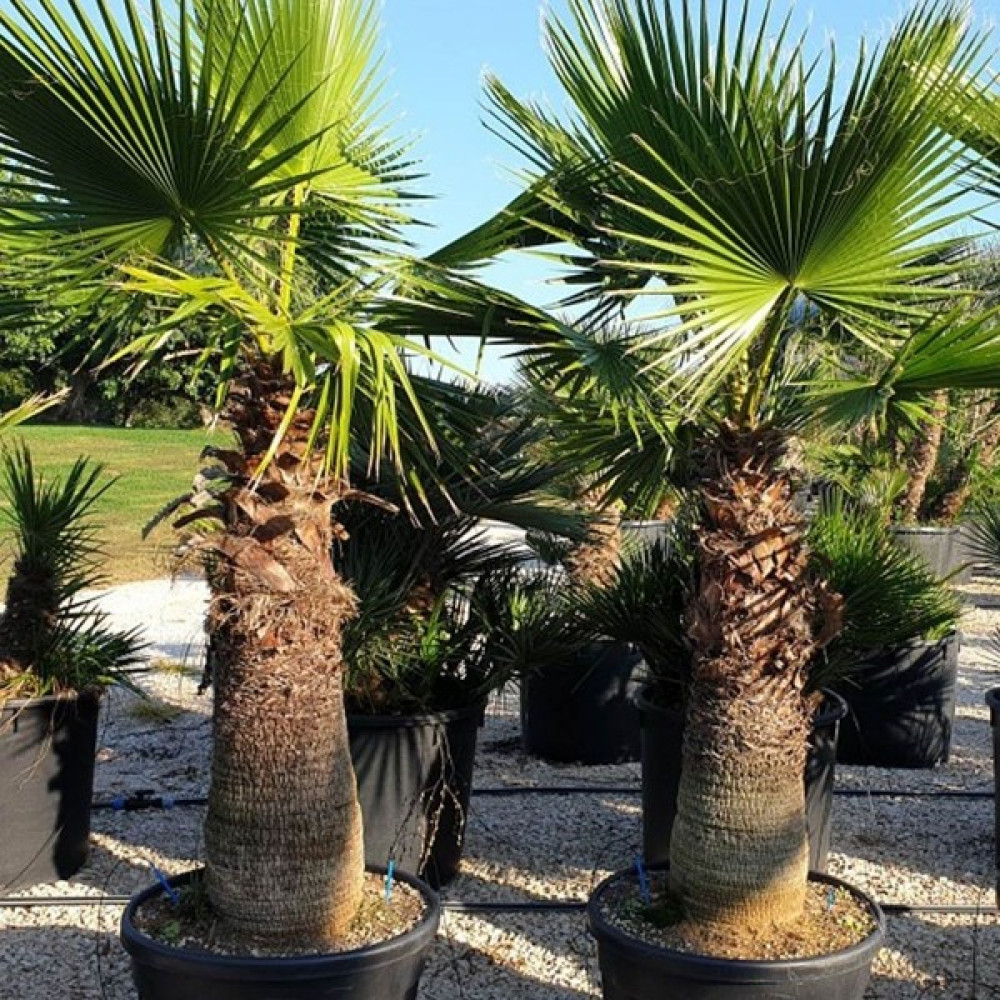 My Botanik Palmiye Fidanı-Washingtonia Robusto Palmiye (50-60 Cm)-3 Adet Bitki Fiyatı