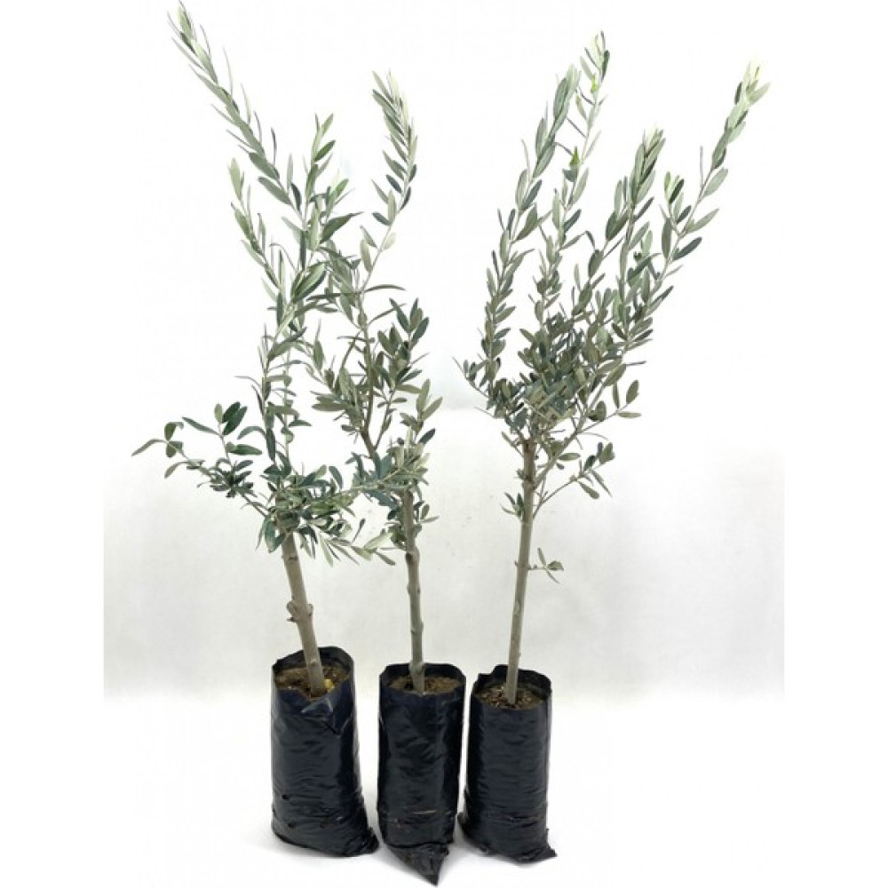 My Botanik Zeytin Fidanı (Gemlik Sofralık Zeytin) 2 Yaş (100-120 Cm)-3'lü Fidan Fiyatı