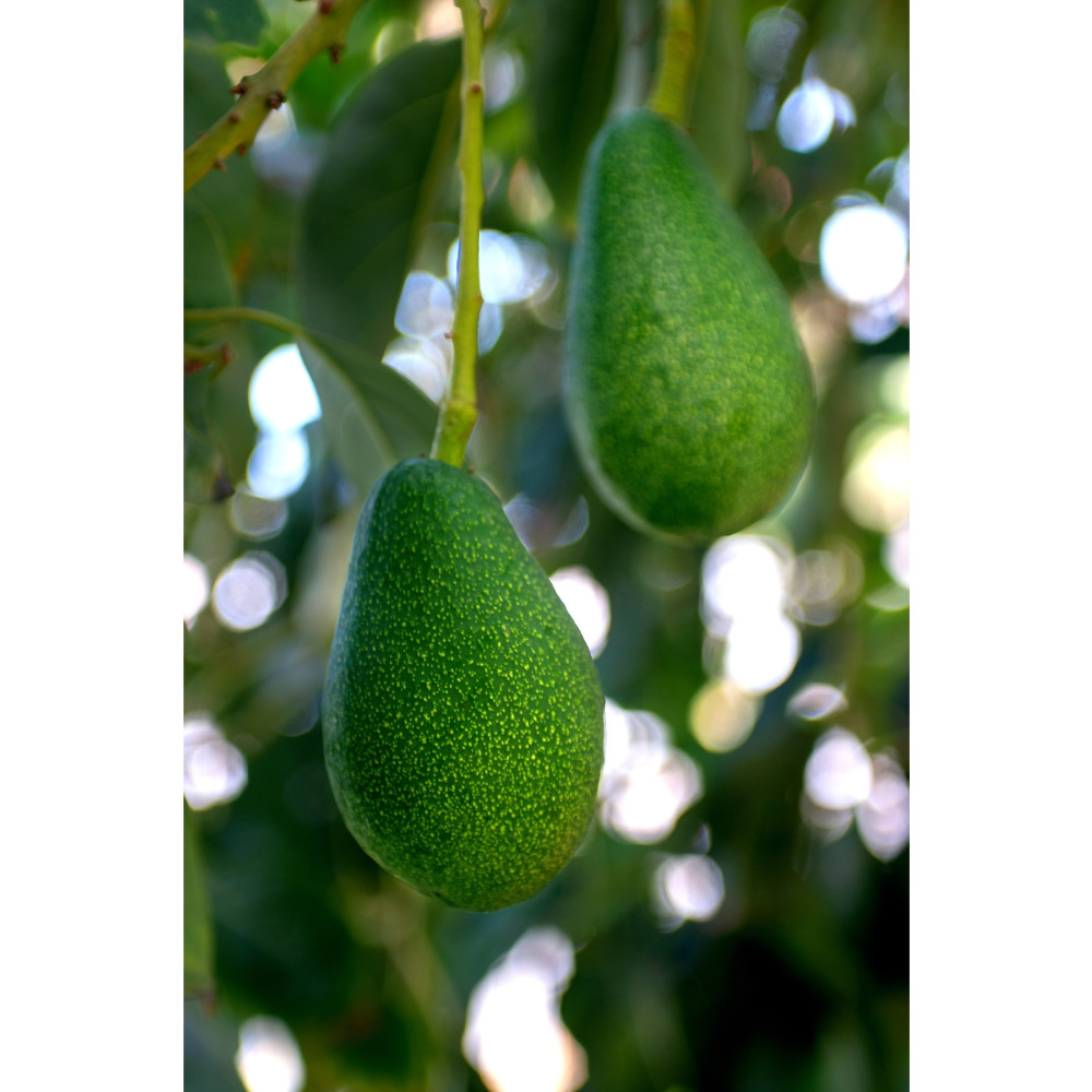 MYANAMUR 1 Kg Yerli Avokado - Anamurdan Taze Hasat Meyve Fiyatı