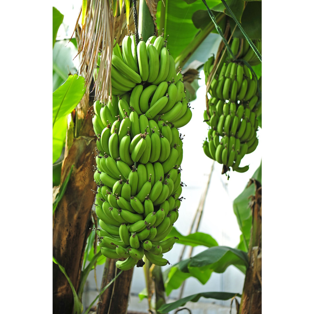 MYANAMUR 1 Kg Yerli Yeşil Muz Meyve Fiyatı