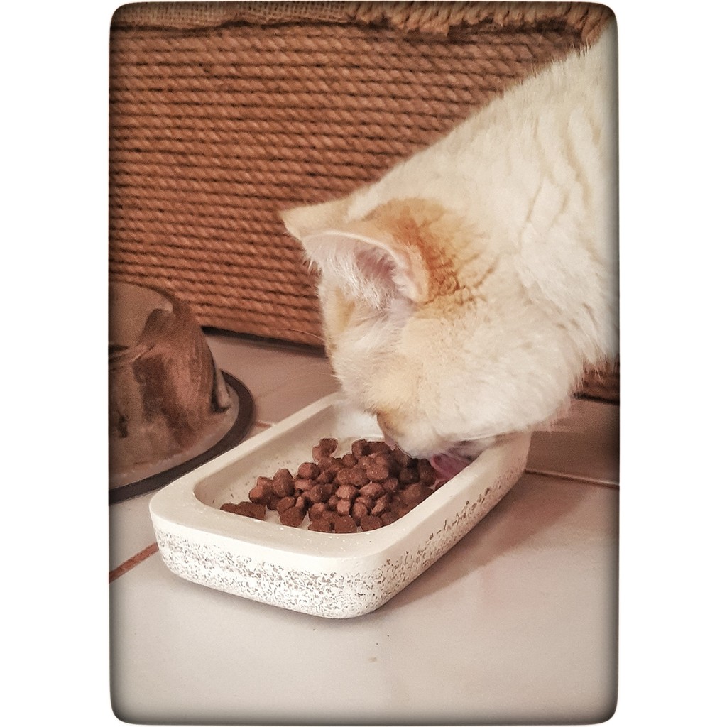 N Noxxo Beton Kedi Maması Kabı Beton Mama Tabağı Evcil Hayvan Ürünleri Fiyatı