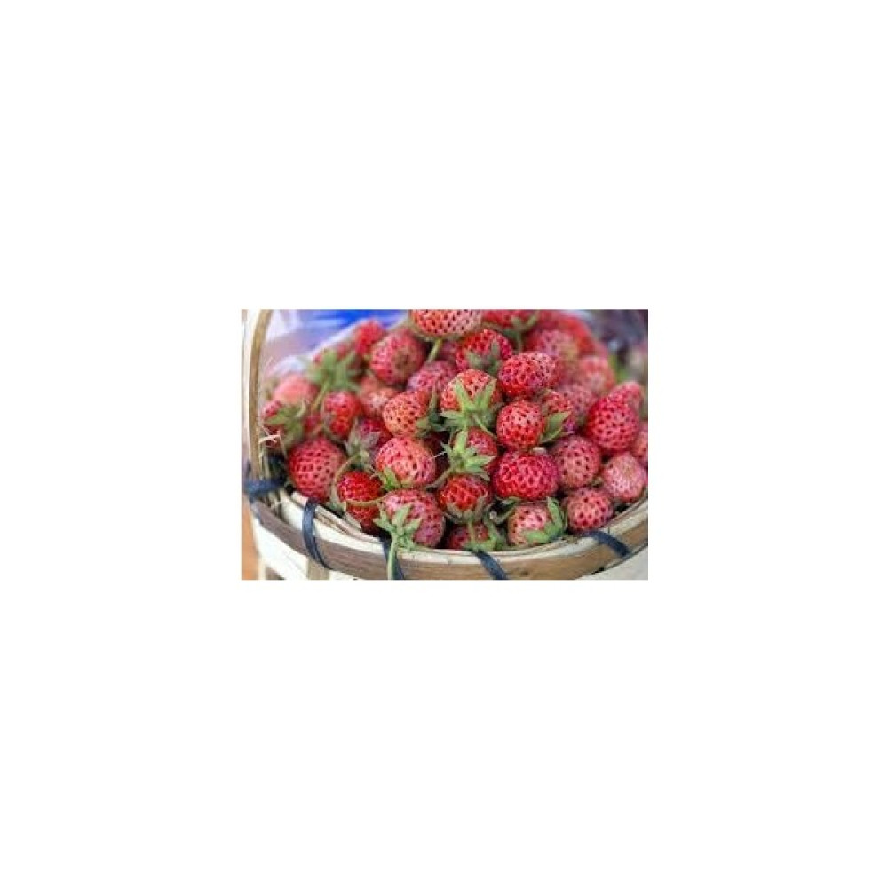Nandina Botanik 10 Adet Osmanlı Çilek Fidesi Fidan Fiyatı