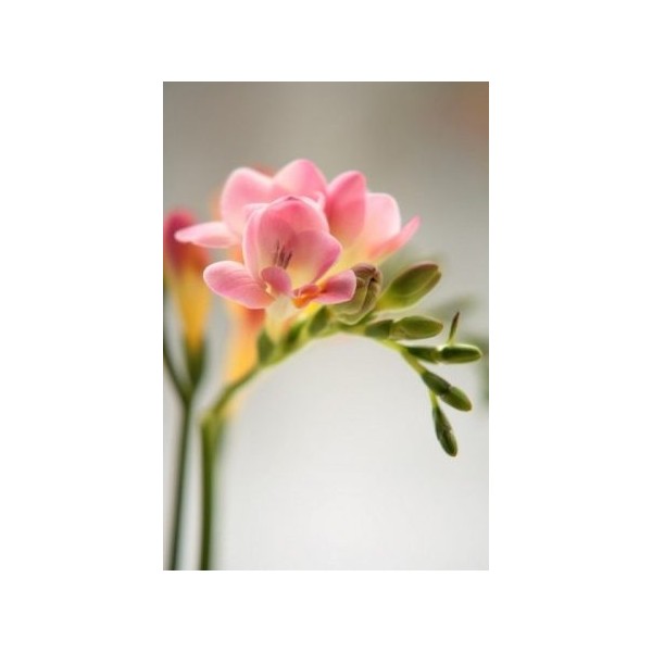 Nandina Botanik 12 Adet Mis Kokulu Frezya Soğanı-Açık Pembe - Yok Diğer Fiyatı
