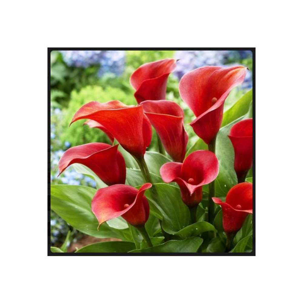 Nandina Botanik 2 Adet Gala Çiçeği Soğanı-Kırmızı Bitki Fiyatı