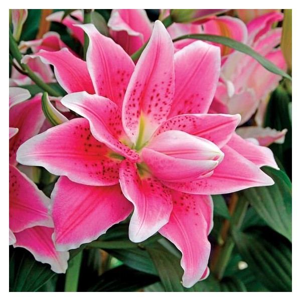 Nandina Botanik 3 Adet Katmerli Parlak Pembe Kokulu Lilyum (Zambak) Çiçeği Soğanı - 1 Diğer Fiyatı