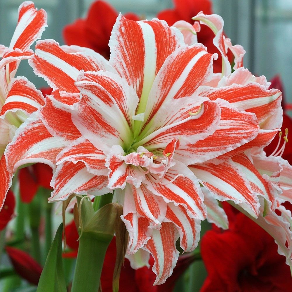 Nandina Botanik 3 Adet Katmerli Turuncu Beyaz Kokulu Lilyum (Zambak) Çiçeği Soğanı - 1 Diğer Fiyatı