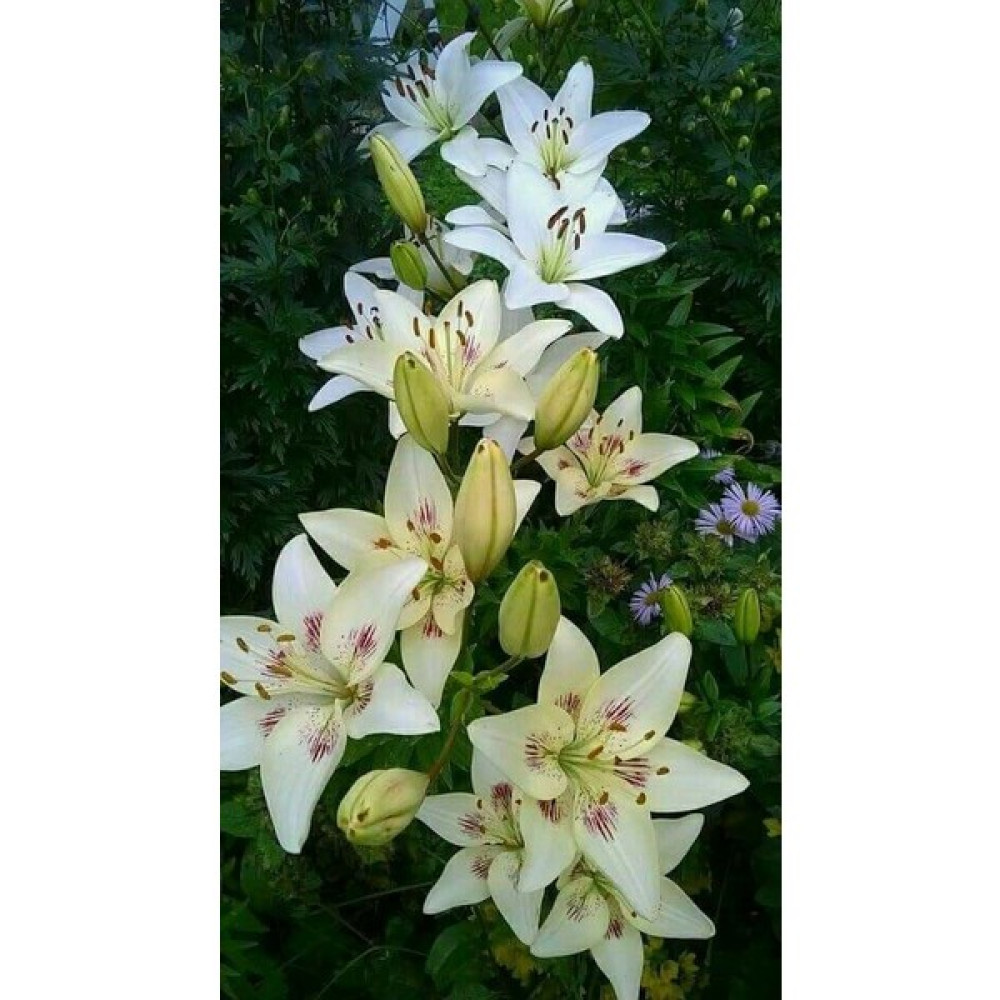 Nandina Botanik 3 Adet Kırçıllı Beyaz Kokulu Lilyum (Zambak) Çiçeği Soğanı - 1 Bitki Fiyatı