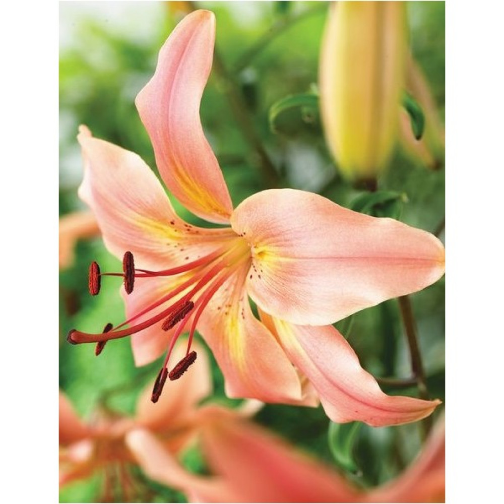 Nandina Botanik 3 Adet Kokulu Soft Lilyum (Zambak) Çiçeği Soğanı - 1 Diğer Fiyatı