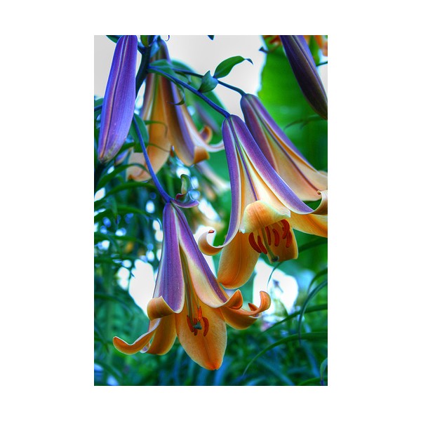 Nandina Botanik 3 Adet Özel Renkli Kokulu Lilyum (Zambak) Çiçeği Soğanı - 1 Diğer Fiyatı