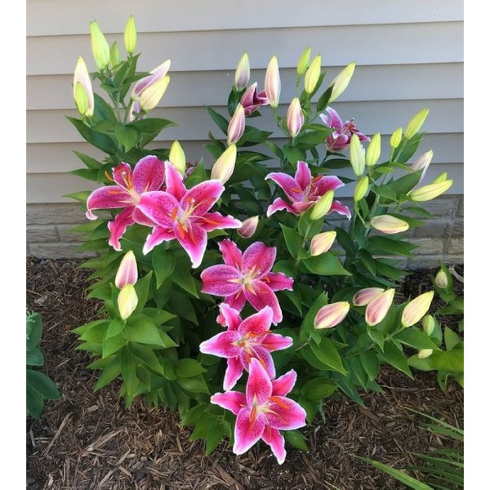 Nandina Botanik 3 Adet Pembe Kokulu Lilyum (Zambak) Çiçeği Soğanı - 1 Bitki Fiyatı