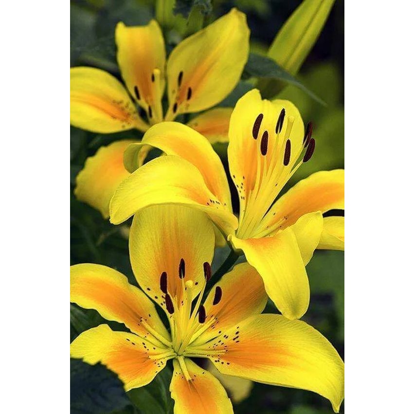 Nandina Botanik 3 Adet Sarı Kokulu Lilyum (Zambak) Çiçeği Soğanı - 1 Diğer Fiyatı
