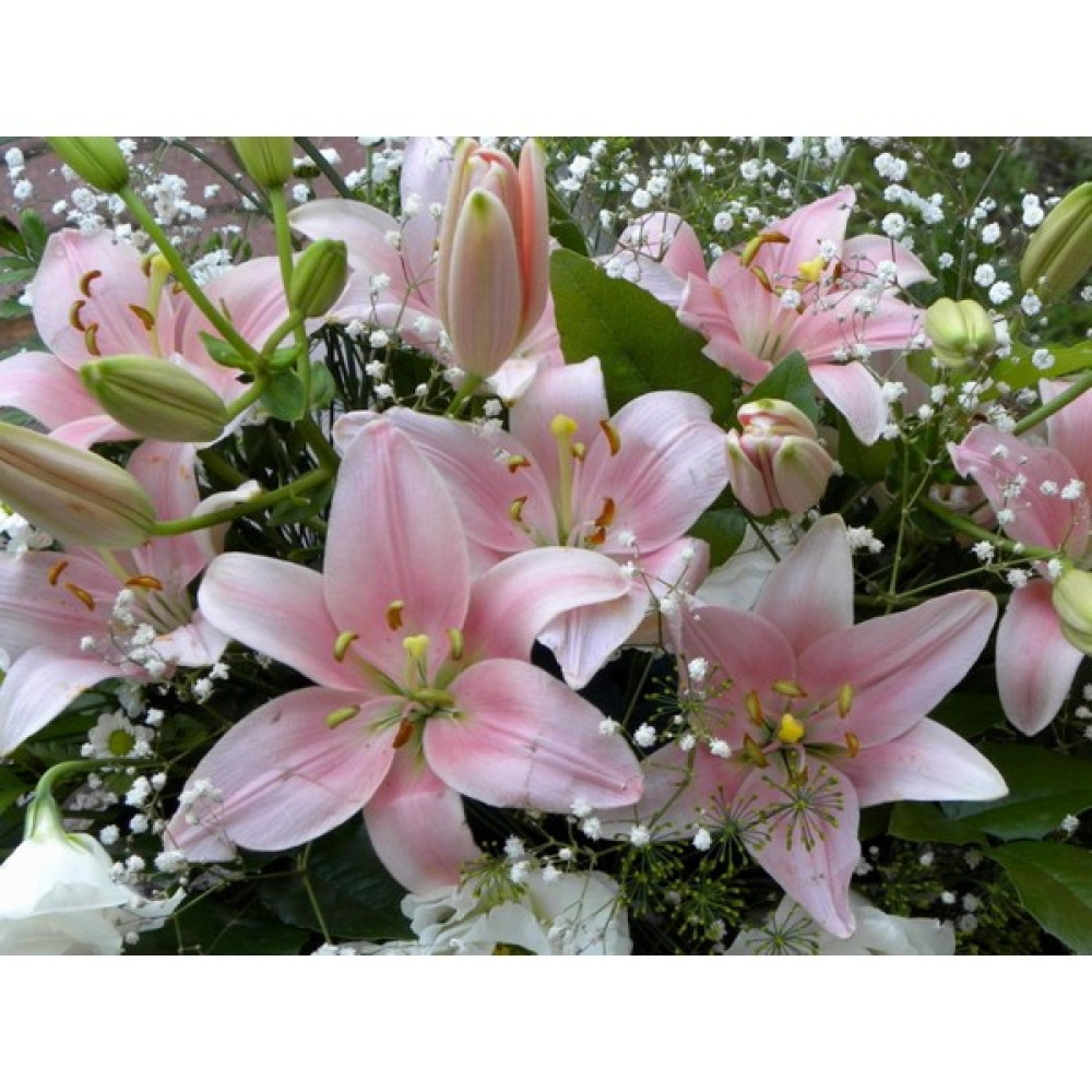 Nandina Botanik 3 Adet Silik Pembe Kokulu Lilyum (Zambak) Çiçeği Soğanı - 1 Bitki Fiyatı