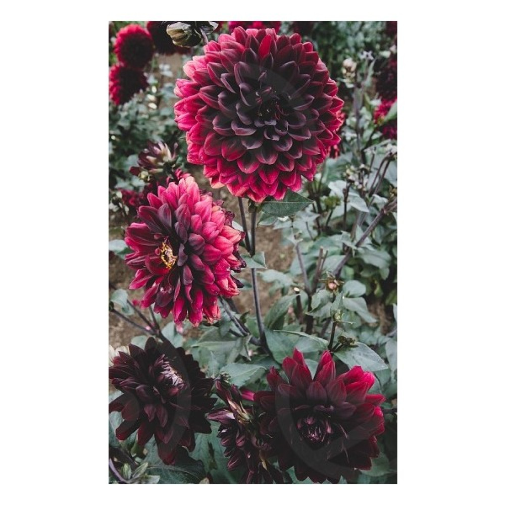 Nandina Botanik 3 Adet Yıldız Çiçeği Soğanı ( Dahlıa Yumrusu) Kadife Kırmızı - 1 Bitki Fiyatı