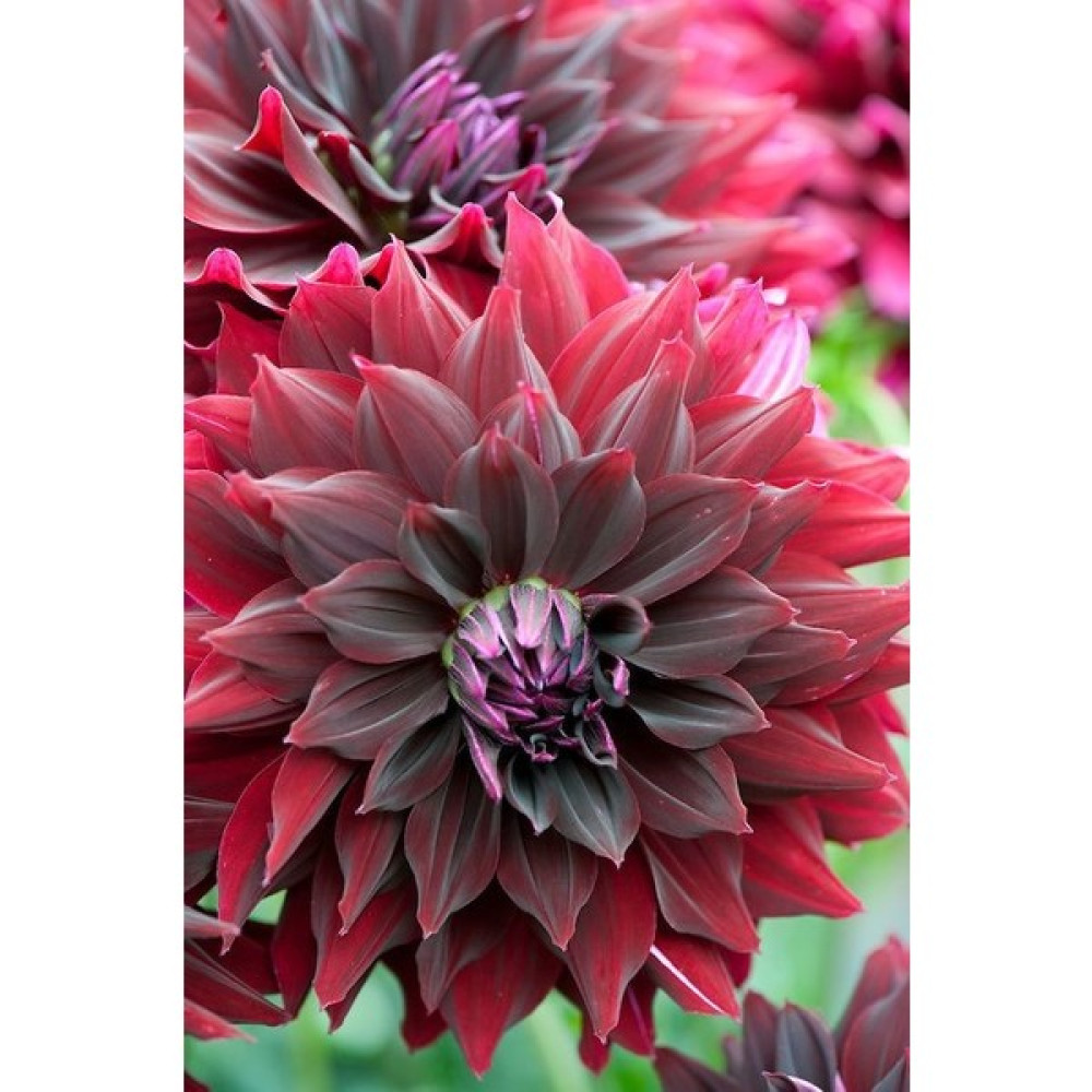 Nandina Botanik 3 Adet Yıldız Çiçeği Soğanı ( Dahlıa Yumrusu) Kan Kırmızısı - 1 Bitki Fiyatı