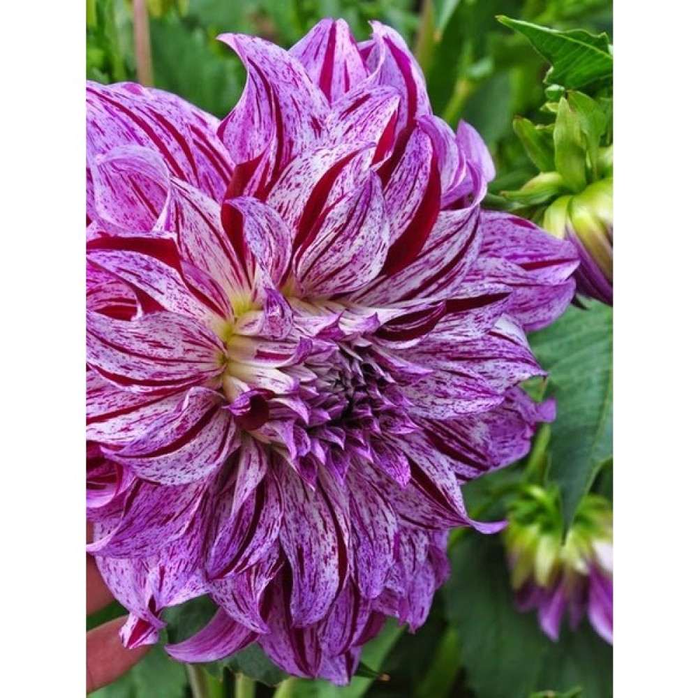 Nandina Botanik 3 Adet Yıldız Çiçeği Soğanı ( Dahlıa Yumrusu) Kırçıllı Koyu Pembe - 1 Bitki Fiyatı