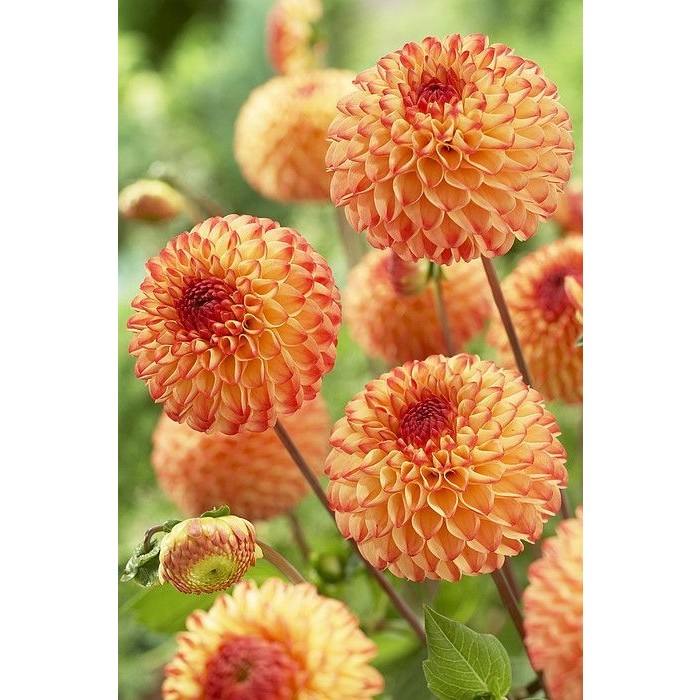 Nandina Botanik 3 Adet Yıldız Çiçeği Soğanı ( Dahlıa Yumrusu) Kırçıllı Turuncu - 1 Diğer Fiyatı