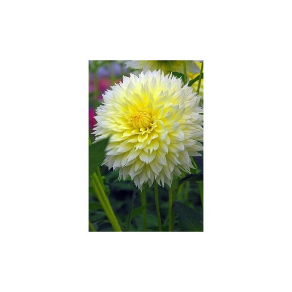Nandina Botanik 3 Adet Yıldız Çiçeği Soğanı ( Dahlıa Yumrusu) Limon Sarısı - 1 Bitki Fiyatı