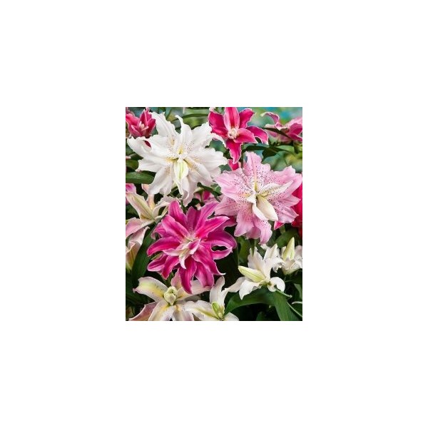 Nandina Botanik 4'lü Katmerli Karışık Kokulu Lilyum (Zambak) Çiçeği Soğanı - 3 Adet Diğer Fiyatı