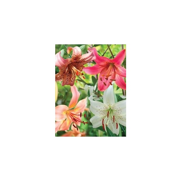 Nandina Botanik 4'lü Kokulu Lilyum (Zambak) Çiçeği Soğanı - 1 Diğer Fiyatı