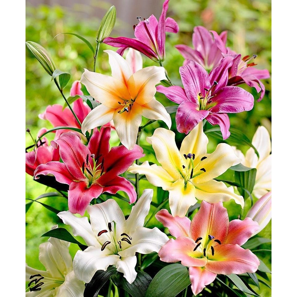 Nandina Botanik 5 Adet 5 Renk Karışık Kokulu Lilyum (Zambak) Çiçeği Soğanı - 1 Diğer Fiyatı