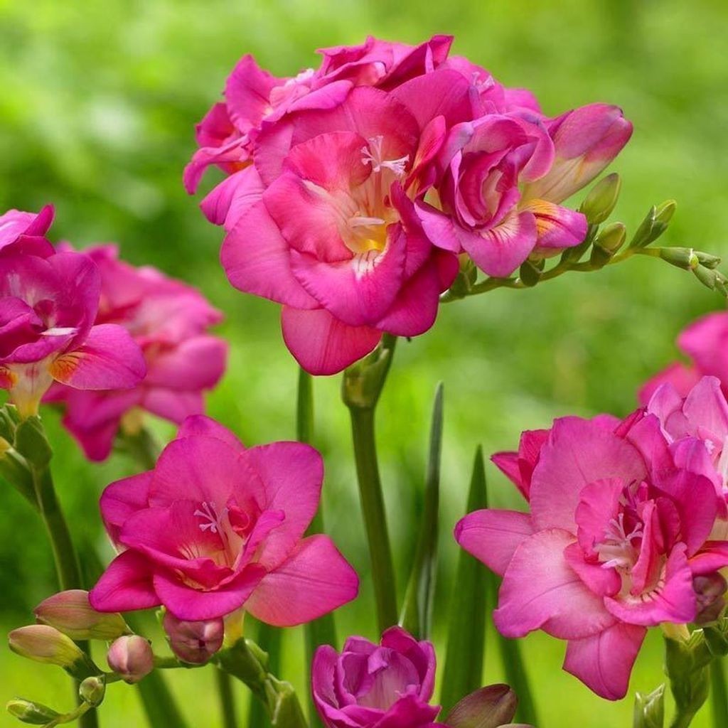 Nandina Botanik 5 Adet Koyu Pembe Renkli Mis Kokulu Frezya Soğanı Diğer Fiyatı
