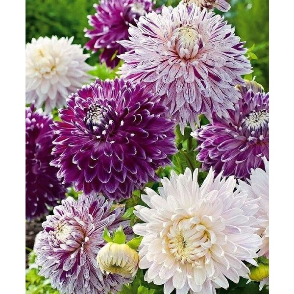 Nandina Botanik Yıldız Çiçeği Soğanı ( Dahlıa Yumrusu) 5 Adet Kırçıllı Karışık - 1 Bitki Fiyatı