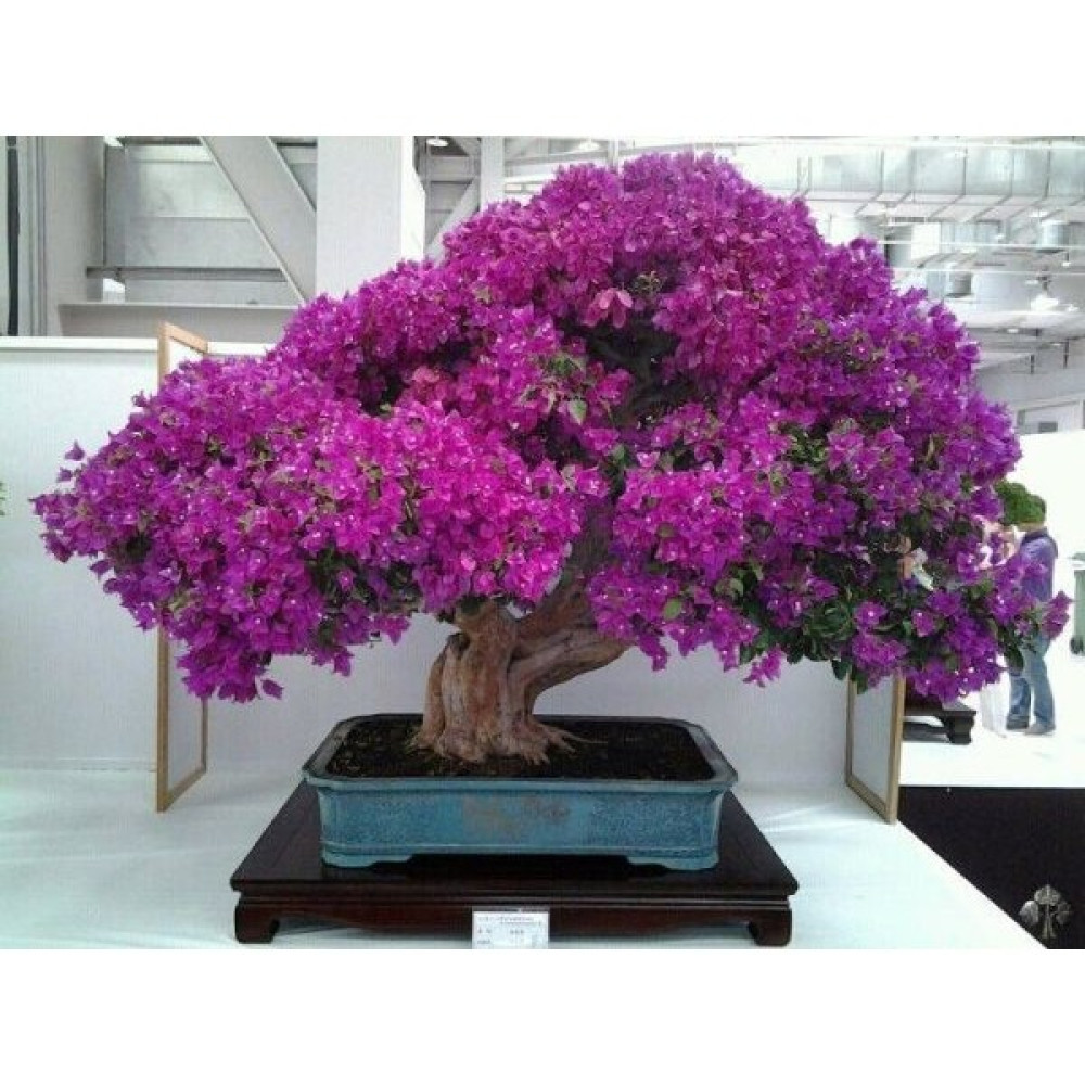 Naturel Tohum Bonsai Begonvil Tohumu - 5 Adet Tohum Fiyatı