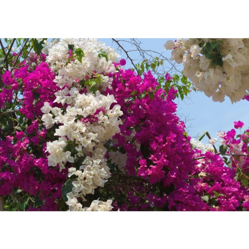 Naturel Tohum Bonsai Gökkuşağı Begonvil Tohumu - 5 Adet Tohum Fiyatı